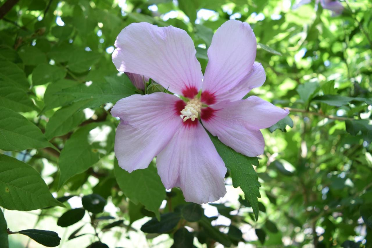 Garden's Leptokarya (Pieria)